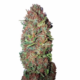 AC DC Cookies CBD+ > CBD+ Buds
